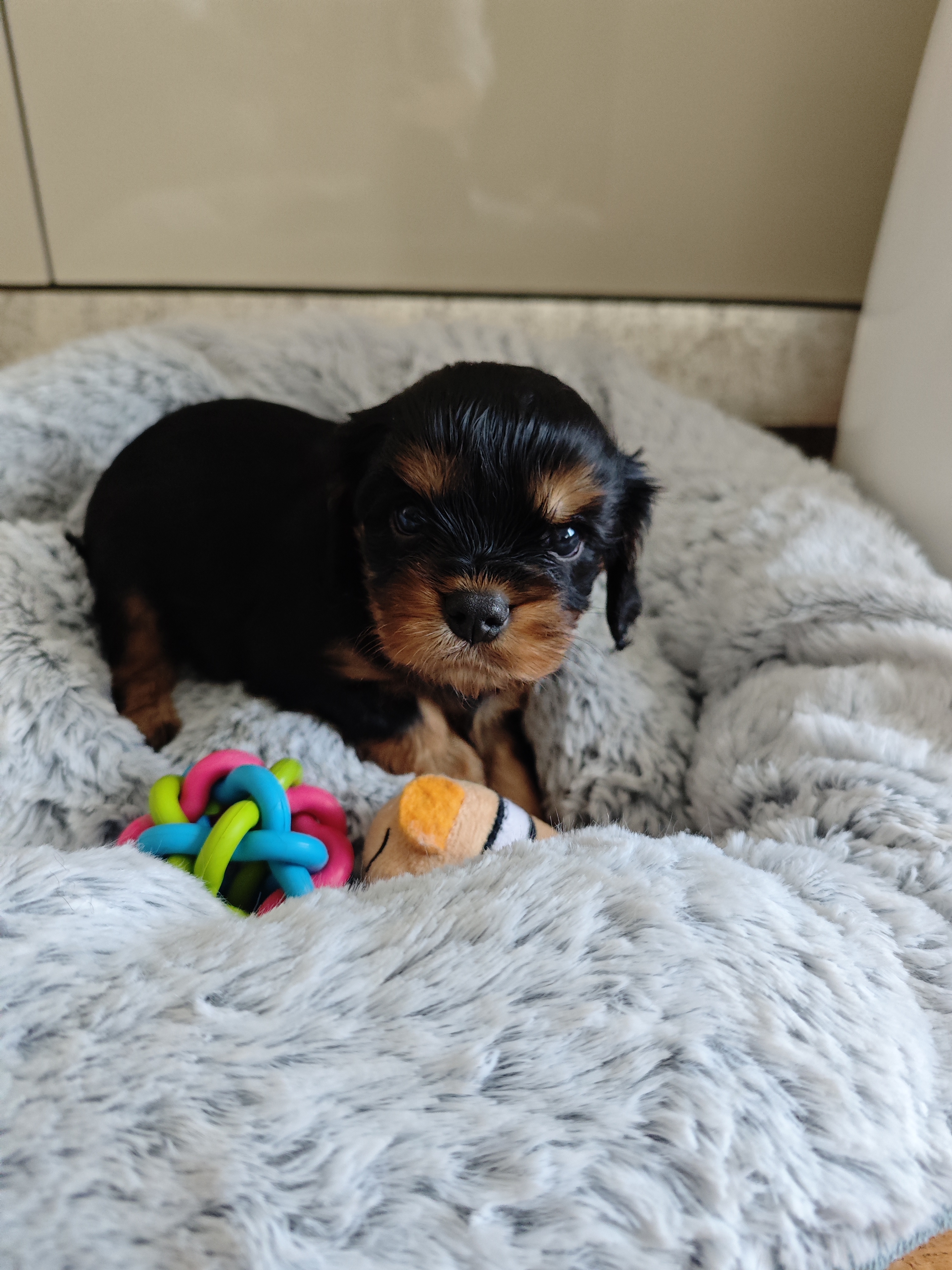 IMG_20260220_133017 mâle réservé