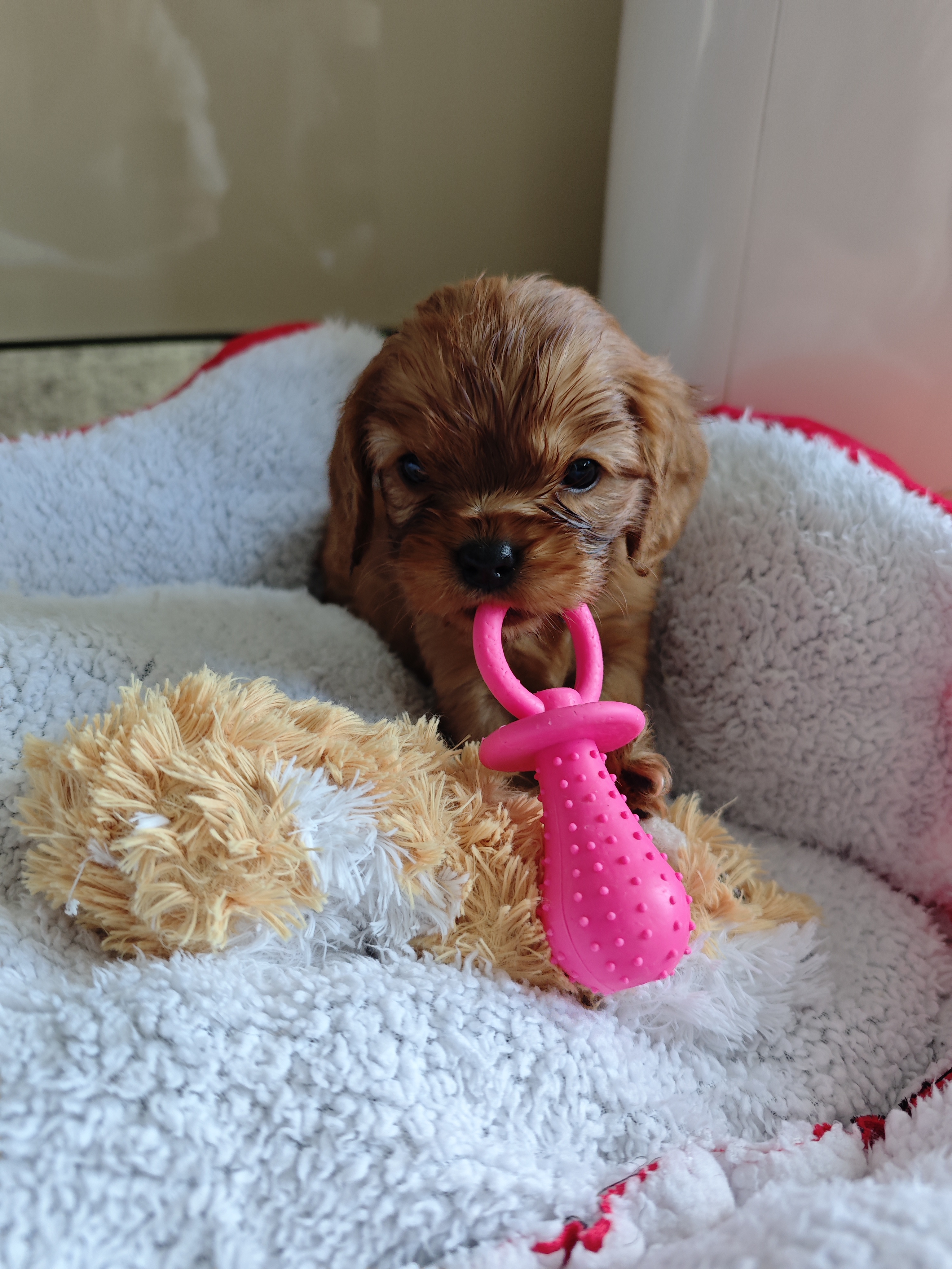 IMG_20260220_133511 mâle 2000€ femelle 2200€