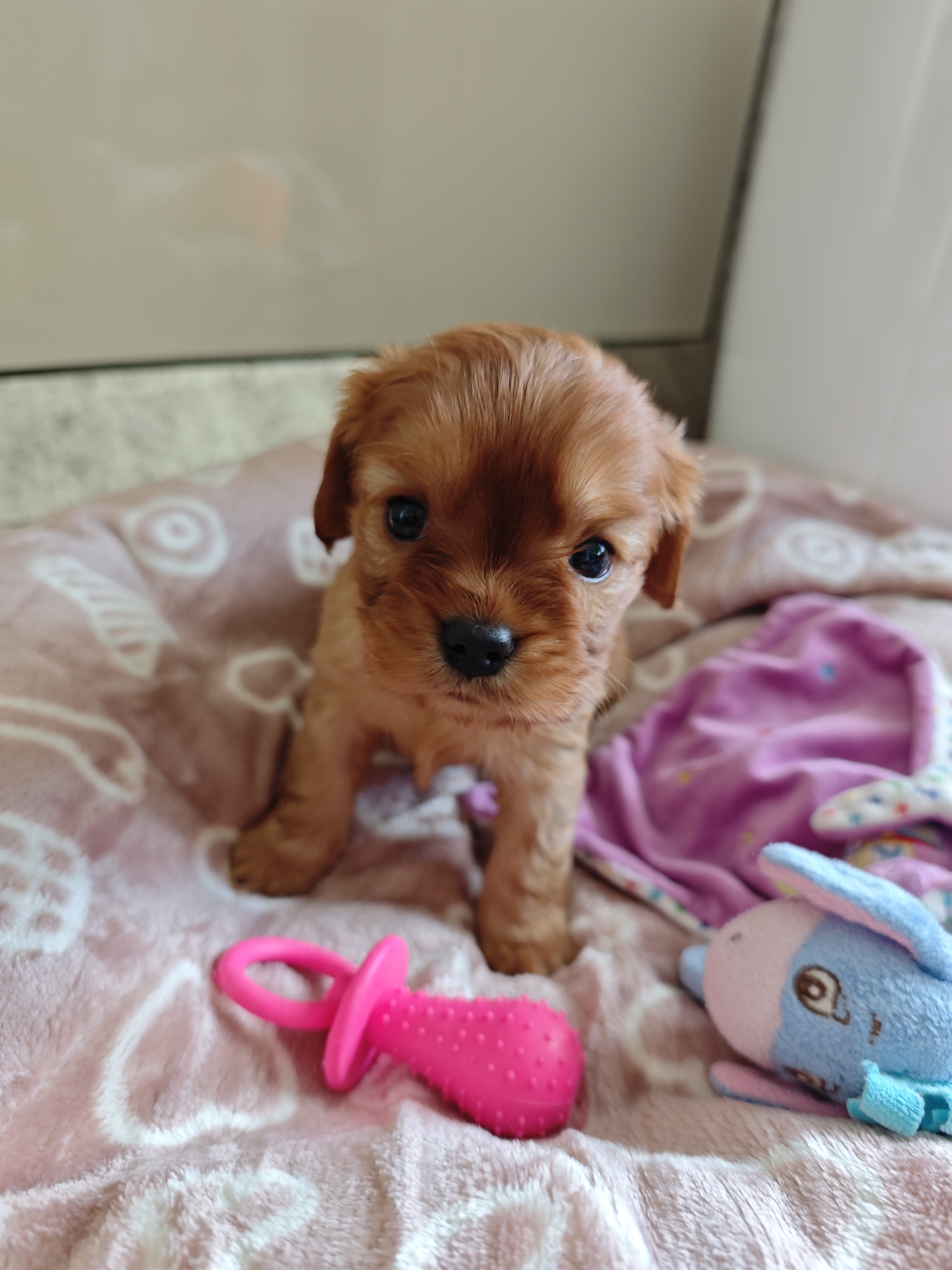 IMG_20260220_150359 Mâle 2000€ - Femelle 2200€