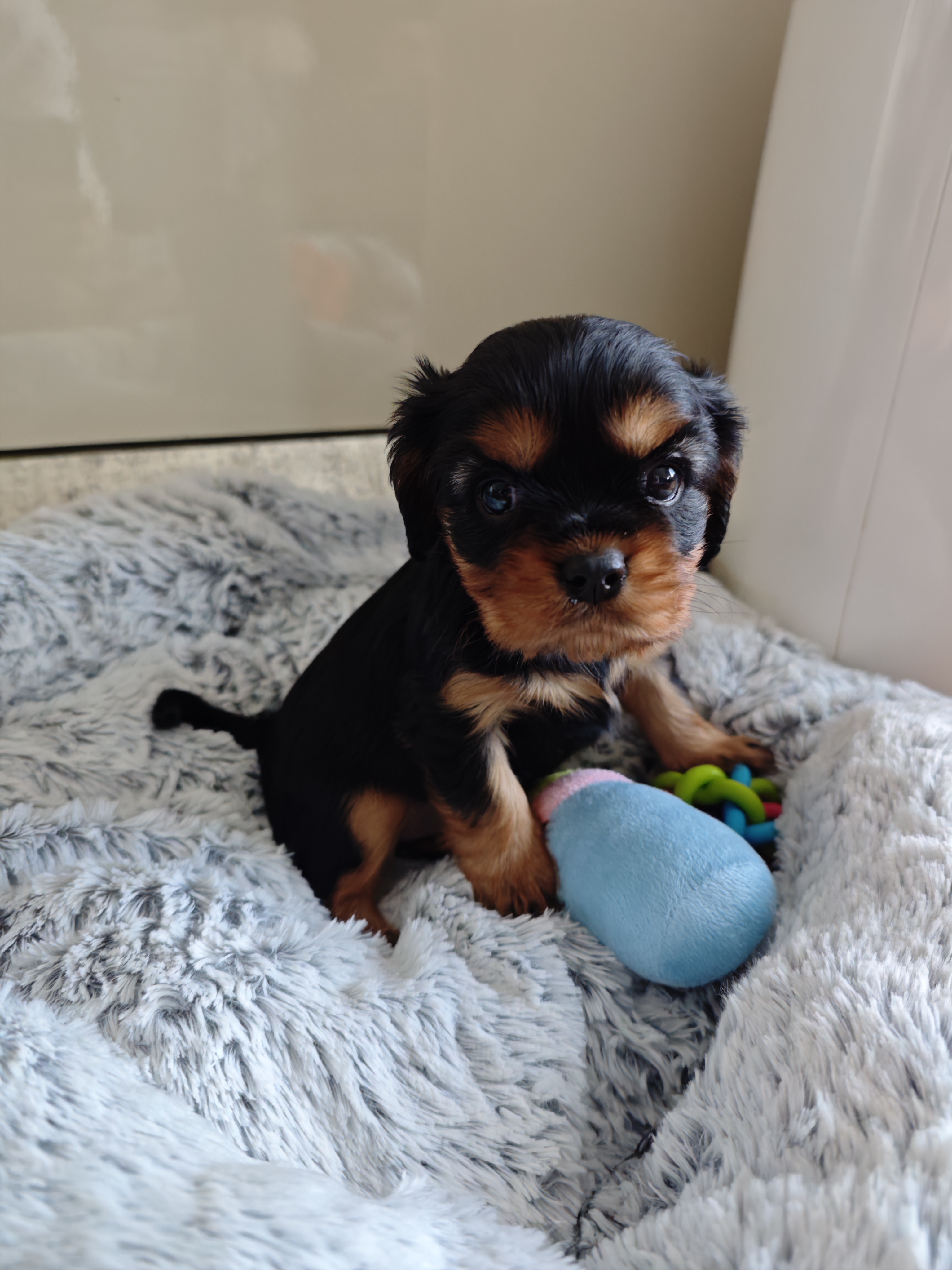 IMG_20260220_150843_1 Femelle réservée